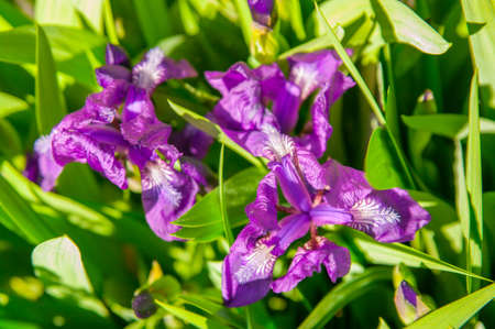 the iris flowerの写真素材