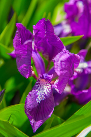 the iris flower