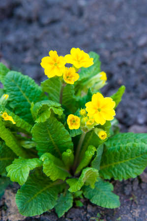 Primula, colorful spring flowersの写真素材