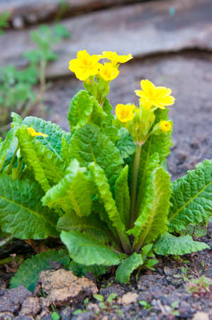 Primula, colorful spring flowersの写真素材