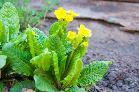 Primula, colorful spring flowersの写真素材