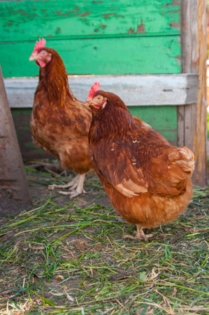 live brown chicken in the penの写真素材