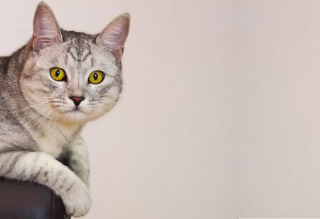 yellow-eyed cat sitting on the couchの写真素材