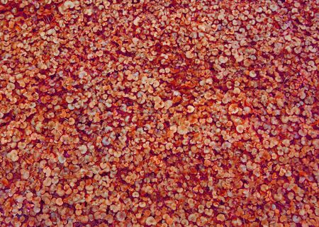 Red autumn leaves. Pattern background for your project.Flat position, top view, copy space-imageの写真素材