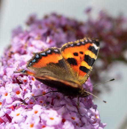 Bright Butterfly on a Lilac Flower