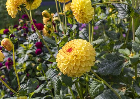 Yellow dahlia flowers in the flowerbed in summer timeの写真素材