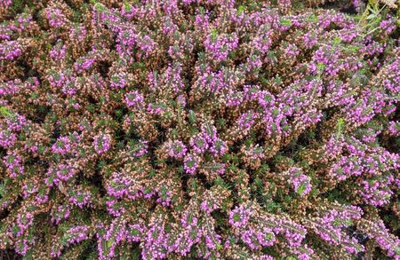 Purple heather flowers in the gardenの写真素材