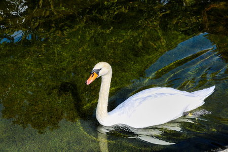 A white swans on a pond.