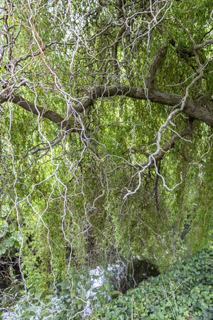 Chinese willow background. Curly branches and leaves of willow Salix matsudana.の写真素材