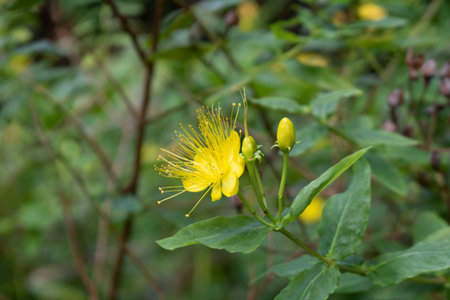 Closeup of yellow flower of St John`s Wort growing in a garden.