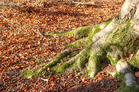 Dry fallen leaves around a tree in the autumn forest.