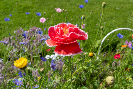 Poppy flower in the fieldの写真素材