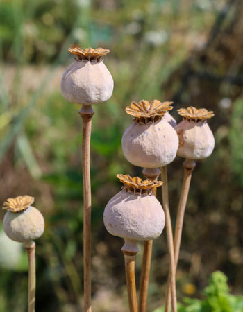 Poppy seed boxes in field. Poppy on green background.の写真素材