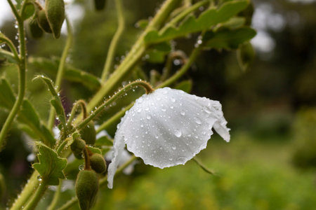 Meconopsis superba flower boom in the gardenの写真素材