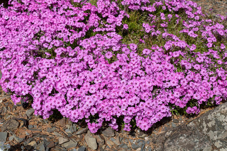 Pink flowers in the garden. Aubrieta carnivalの写真素材