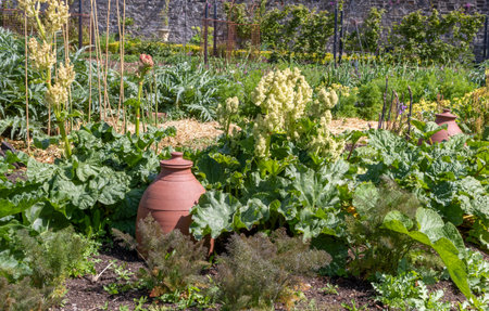 Ceramic pot in the vegetable gardenの写真素材