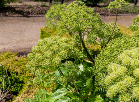 Flowering plant of Angelica archangelica