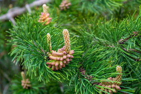 Young pine cones on a tree in the springの写真素材