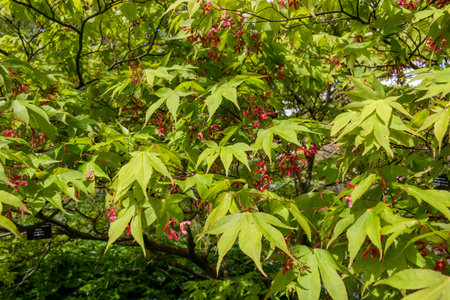 Japanese maple (Aceraceae acer palmatum) leaves at garden.