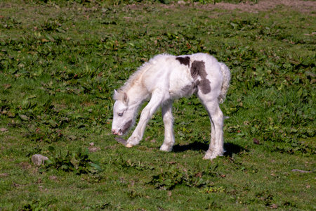 Foal of irish cob grazing on pasturageの写真素材