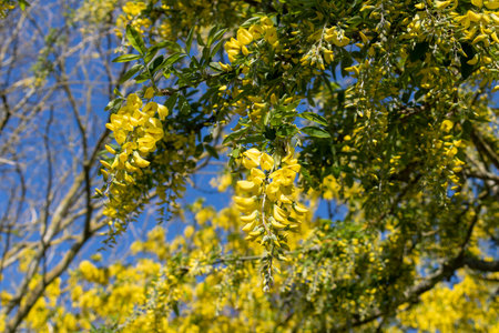 Yellow acacia in bloom at springの写真素材