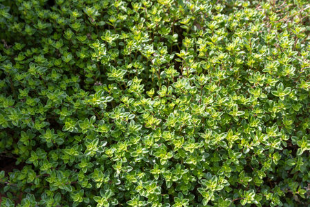 Fresh green thymus leaves growing in the garden