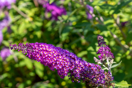 Buddlejaceae buddleja Officinalis. Bright bloom of buddleja in a summer park.