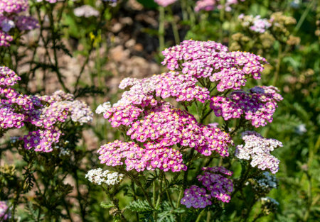 Blooming Achillea millefolium (also known as yarrow, milfoil) on a flowerbed.