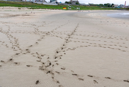 Many footprints in the sand on the beach at low tide.