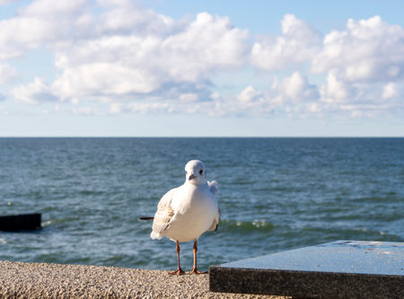 Seagull on the beach against the background of the blue seaの写真素材