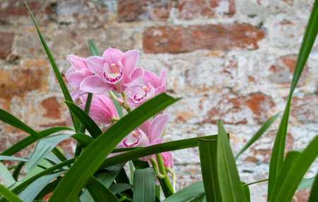 Blooming pink and white orchidの写真素材