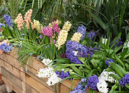 Blooming hyacinths. Plants of different colors. Flowers in the garden.の写真素材