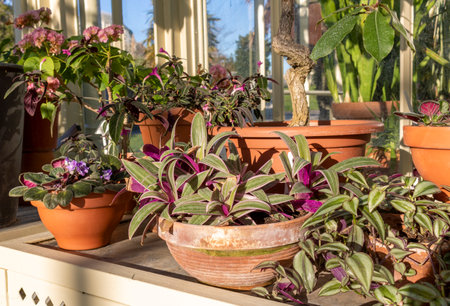 Plants in flower pots in a greenhouse. Tradescantia on the windowsillの写真素材