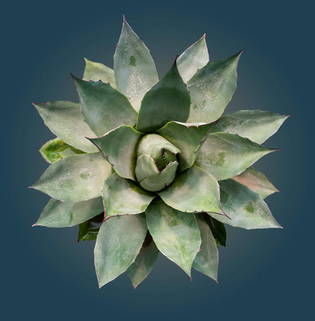 Pattern and abstract of succulent flower on dark backgroundの写真素材
