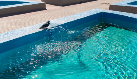 City pigeon by the side of water at a fountainの写真素材
