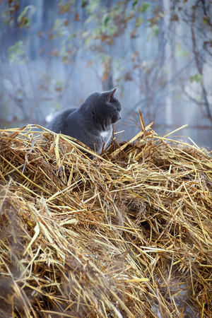 Cat on a cold winter day on a pile of strawの写真素材