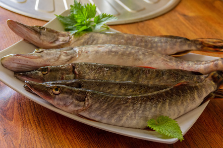 Fishing trophy in the kitchen, five fresh pikeの写真素材