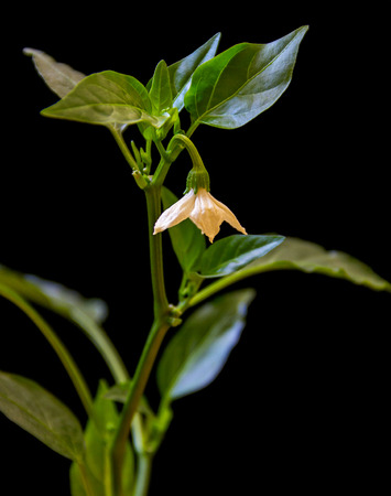 flowering red capsicum on a dark backgroundの写真素材