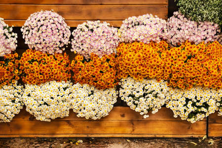 Autumn Chrysanthemum Festival. Vertical gardening of a wooden wall with chrysanthemums. Composition of rows of white, purple and orange chrysanthemums. Gardening and growing flowers to decorate the cityの写真素材
