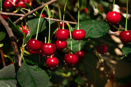 Bunches of ripe red cherries on a tree with raindrops in the sun. bokeh Ripe juicy cherries on a...