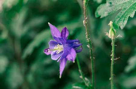 Blue Aqulegia in the garden on a blurred background of greenery in spring. Perennial herbaceous plant purple Aquilegia vulgaris (Orlik, Aquilegia, Columbine). Spring plant with blue flowers.の写真素材