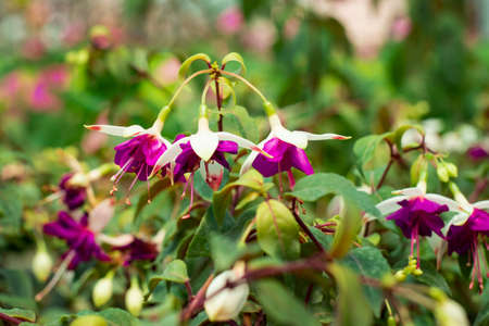 Beautiful fuchsia flowers in white and magenta colors in the greenhouse. Growing flowers for sale in the greenhouse. Room decoration with ampel flowersの写真素材