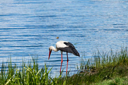 A beautiful white stork with black wings and a long neck and a long red beak stands on the green bank of the river. The migratory bird migrates to Europe and Africa. A large white bird with long legs.の写真素材