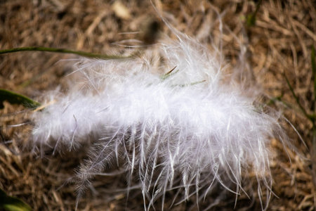 White fluffy swan feather on hay. White bird fluff for the production of pillows.の写真素材