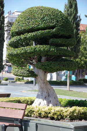 Topiary. Ancient cypress with a powerful trunk beautifully curly trimmed grows on the square on a...