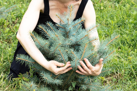 An elderly woman is holding a small young blue Christmas tree in his busy hands. Old gardener hugs...