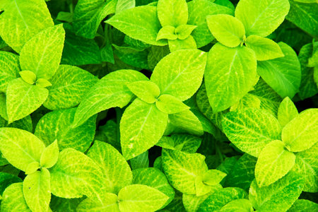 Bright yellow-green ornamental plant Coleus. Background. Mono-color flowerbed of decorative coleus....