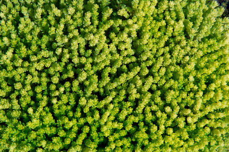 natural sedum, ground cover green plant for ecological projects of greening the roof, garden, floral...
