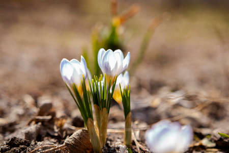 Background with a family of white-blue crocuses in the rays of the rising sun in the spring in the garden. Bokeh. copyspace. Festive spring wallpaper for Easter and Mother's Day. Revival of natureの写真素材