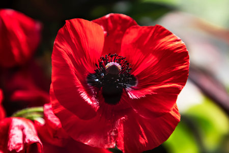 The large red poppy Papaver somniferum L is a beautiful medicinal plant. Lovely big poppy. Summer background. Closeup of a large red orange poppy against a background of field flowers.の写真素材